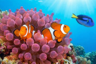 Red Sea Clownfish (Nemo) in an anemone with a Blue Tang in the background, perfect for snorkeling spotting.