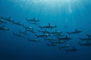 School of Hammerhead sharks at Daedalus Reef, typical of the Deep South diving route in the Red Sea
