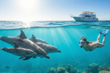 Snorkeler swimming with a pod of wild dolphins in the Red Sea at Dolphin House Hurghada.