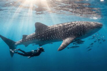 Snorkeler swimming alongside a massive Whale Shark in the Red Sea, a rare and majestic marine encounter.