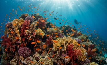 Vibrant underwater coral garden in Hurghada