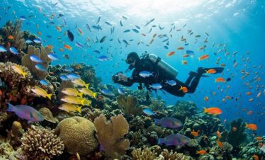 Die Entdeckung der marinen Biodiversität im Alltag Tauchen Hurghada