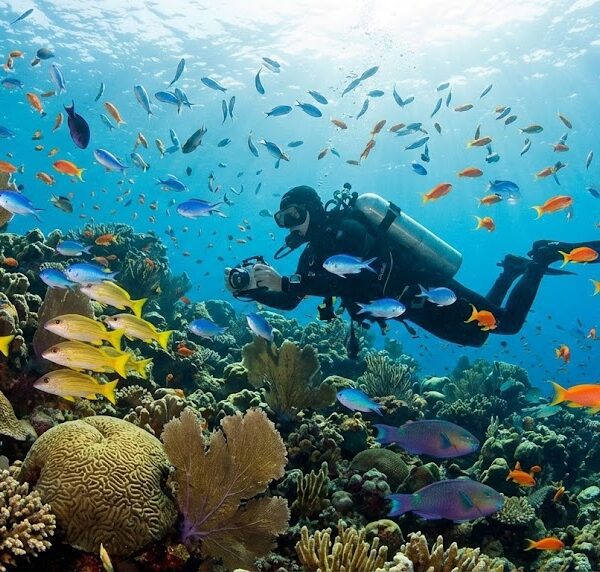 Discovering marine biodiversity during Daily Dive Hurghada